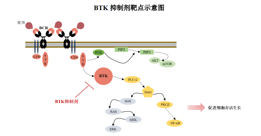 小分子创新药研发，本土企业上演“突围”